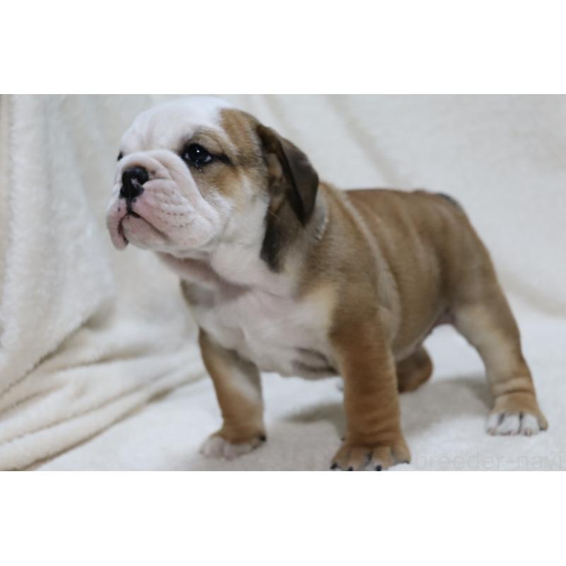 販売中の滋賀県のブルドッグ-440109の5枚目