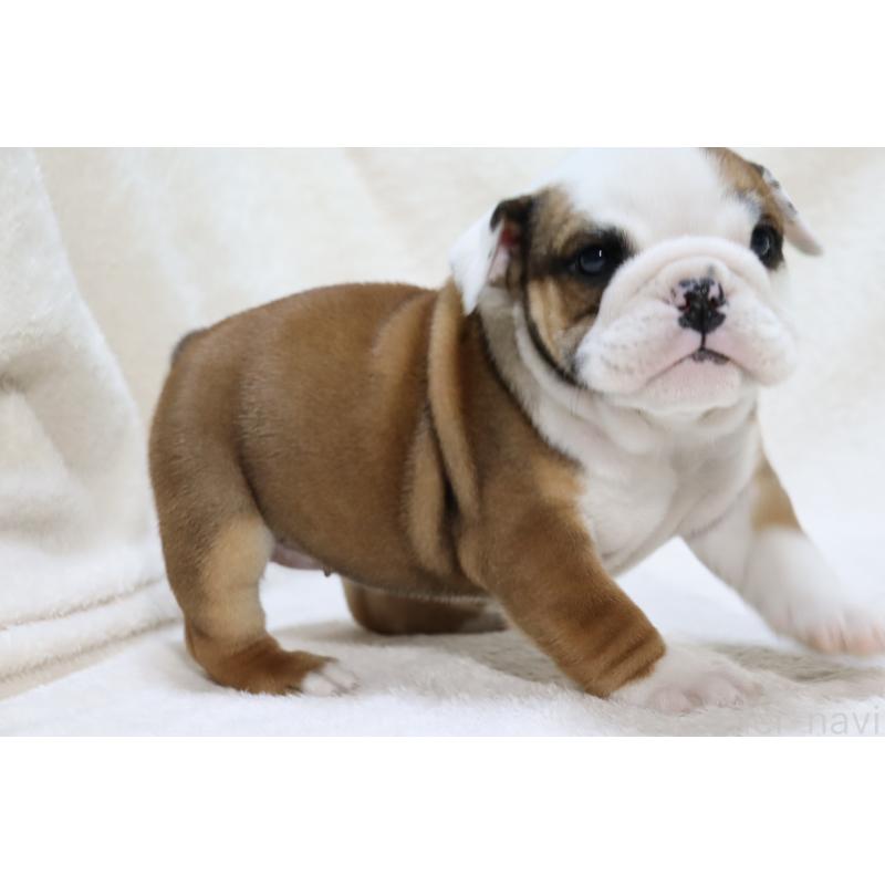 販売中の滋賀県のブルドッグ-440114の7枚目