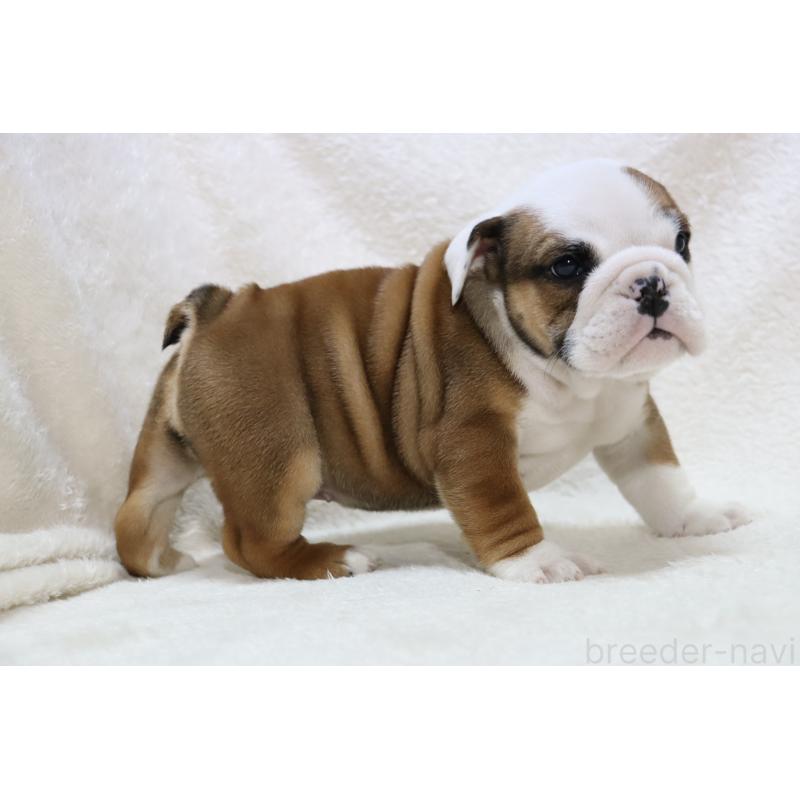 販売中の滋賀県のブルドッグ-440114の6枚目