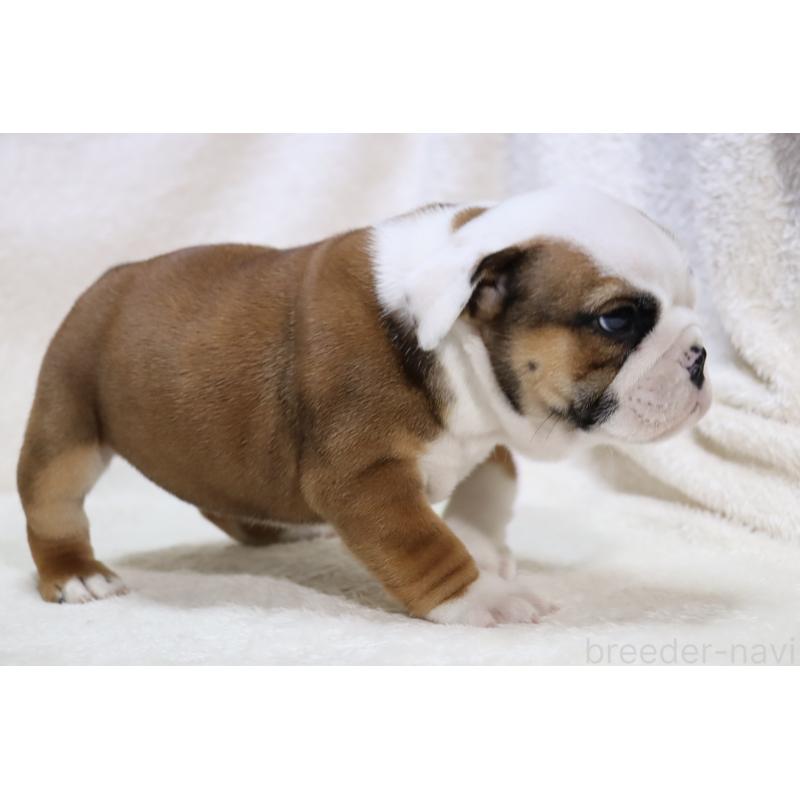 販売中の滋賀県のブルドッグ-440114の5枚目