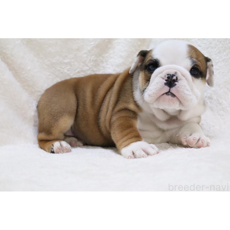販売中の滋賀県のブルドッグ-440114の2枚目