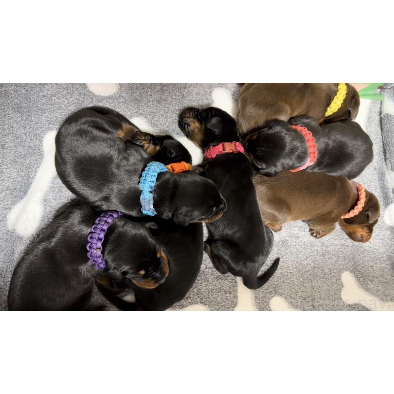 販売中の岩手県のドーベルマン-440587