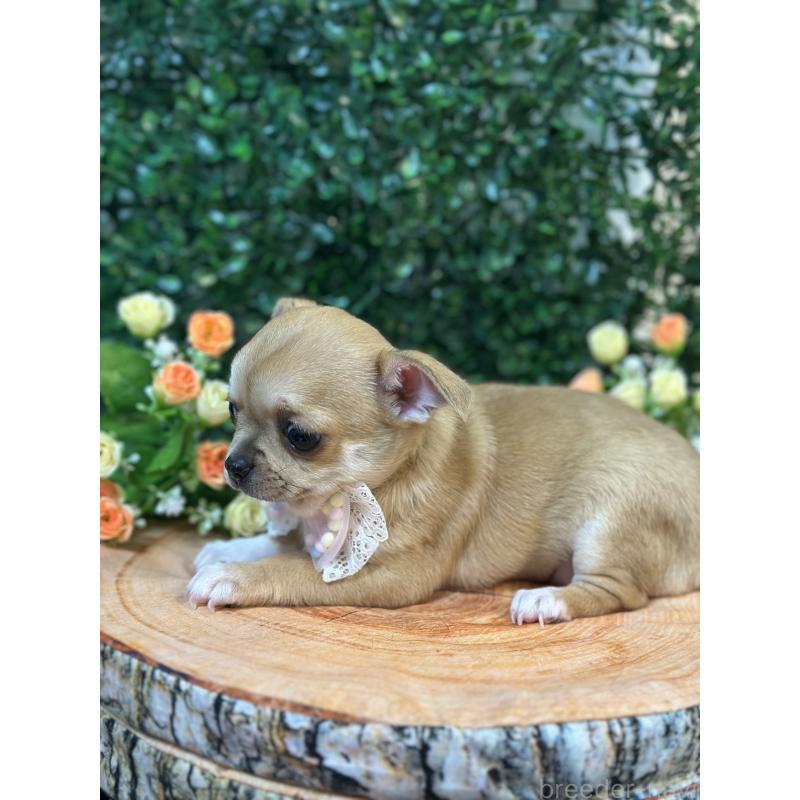 販売中の愛知県のチワワ(スムースコート)-436870の5枚目