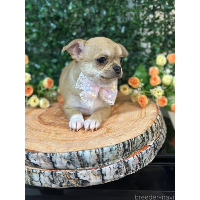 販売中の愛知県のチワワ(スムースコート)-436870の4枚目