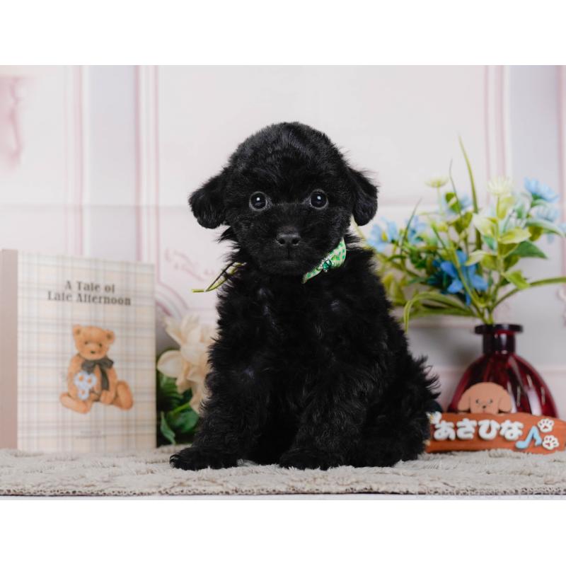 販売中の神奈川県のトイプードル-442050の13枚目