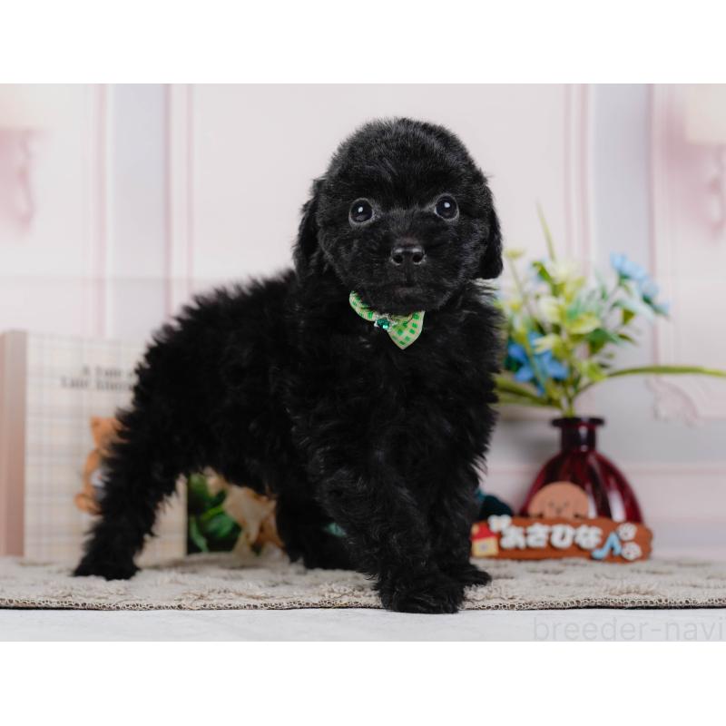 販売中の神奈川県のトイプードル-442050の12枚目