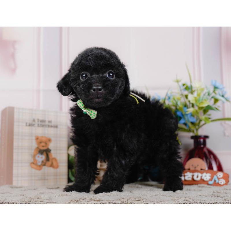 販売中の神奈川県のトイプードル-442050の11枚目