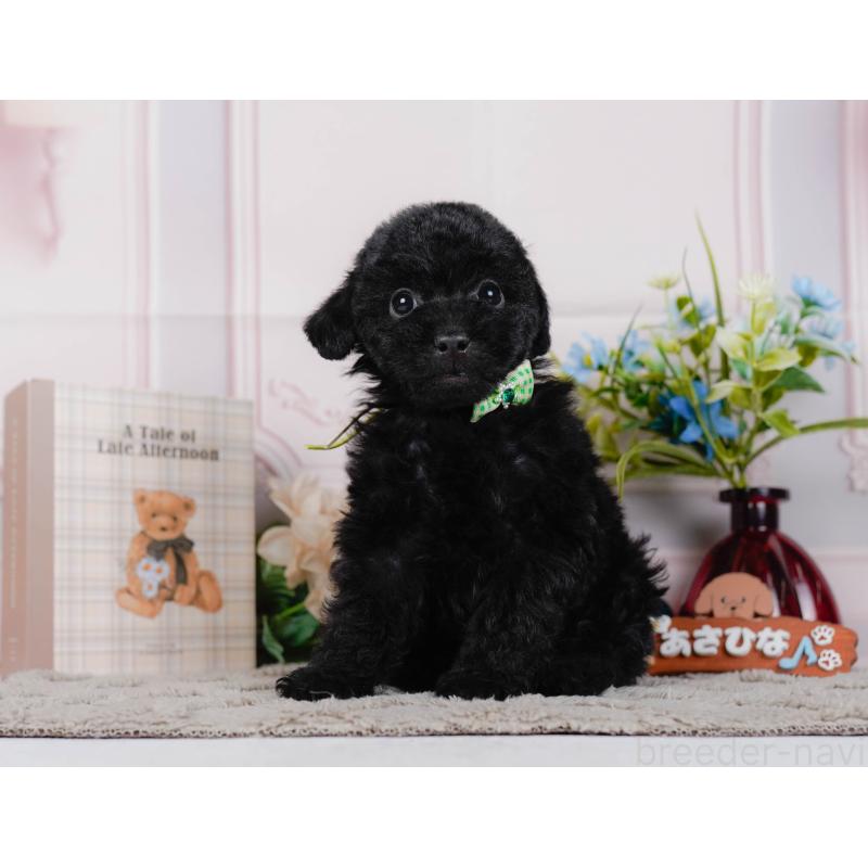 販売中の神奈川県のトイプードル-442050の10枚目