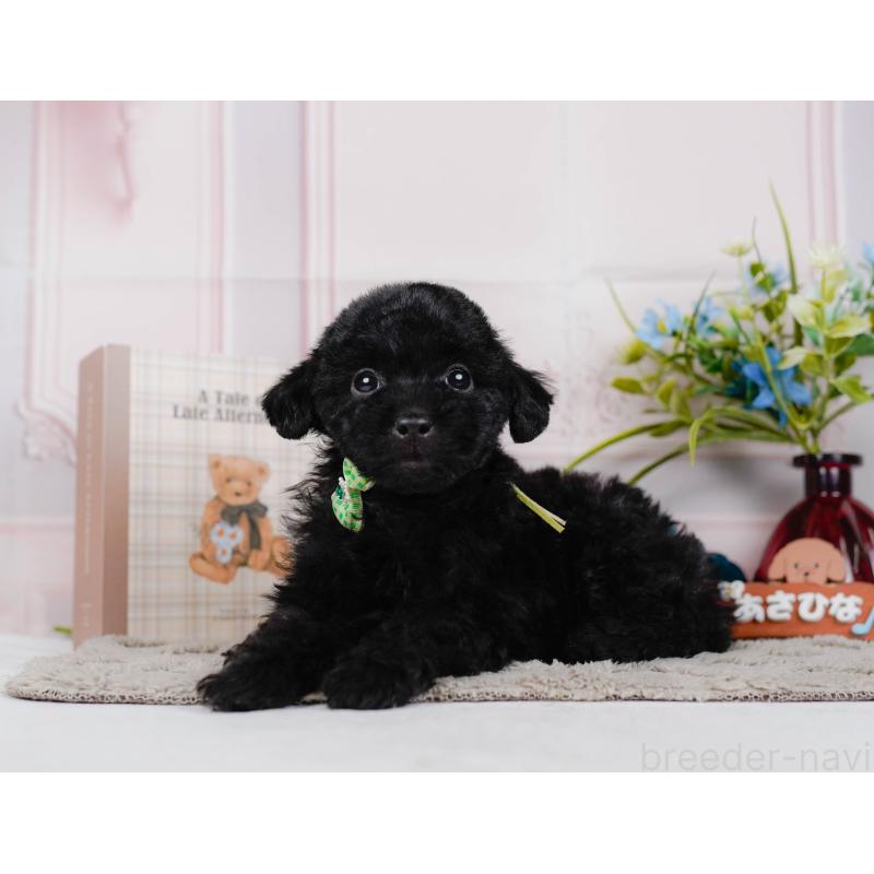 販売中の神奈川県のトイプードル-442050の9枚目