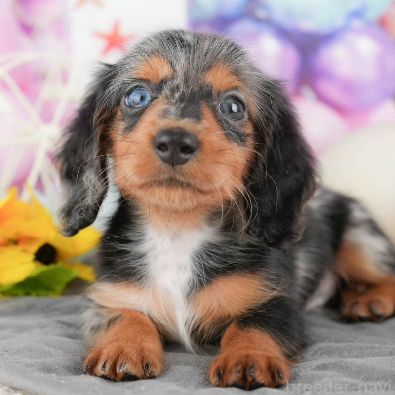 販売中の埼玉県のミニチュアダックスフンド(ロングヘアード)-442361