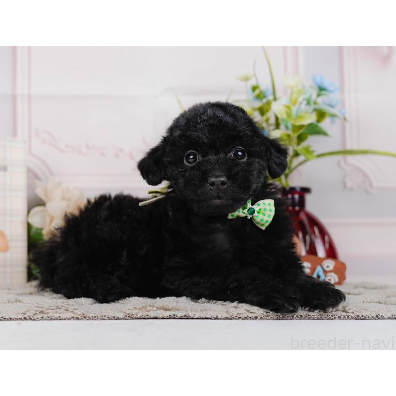 販売中の神奈川県のトイプードル-442050の8枚目