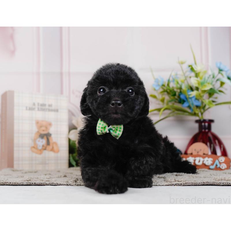 販売中の神奈川県のトイプードル-442050の7枚目