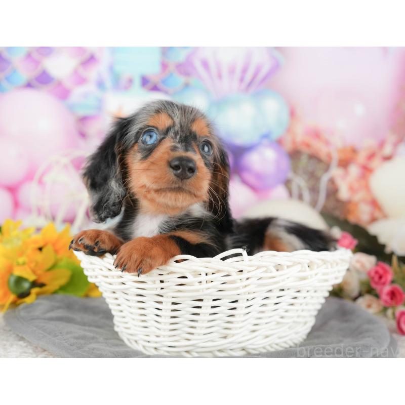 販売中の埼玉県のミニチュアダックスフンド(ロングヘアード)-442361の10枚目