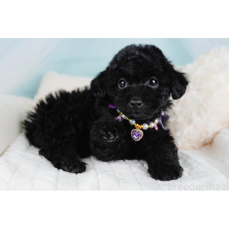 販売中の神奈川県のトイプードル-442050の6枚目