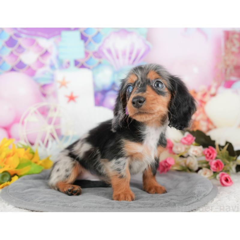 販売中の埼玉県のミニチュアダックスフンド(ロングヘアード)-442361の8枚目