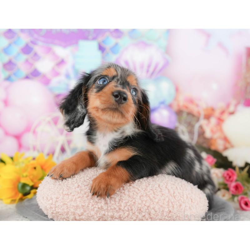 販売中の埼玉県のミニチュアダックスフンド(ロングヘアード)-442361の6枚目