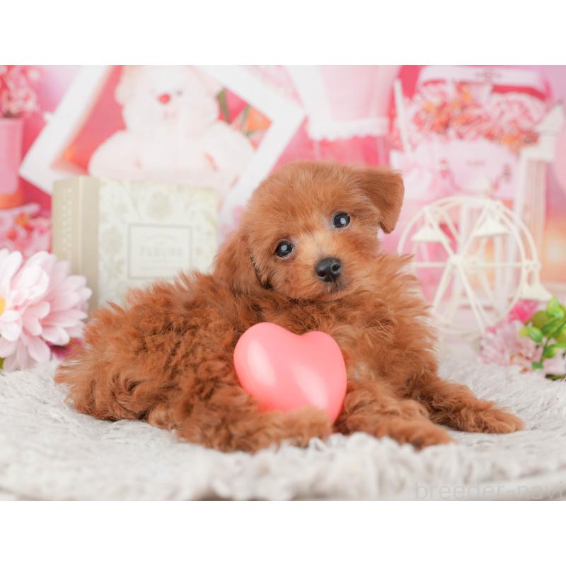 販売中の千葉県のトイプードル-441992の10枚目