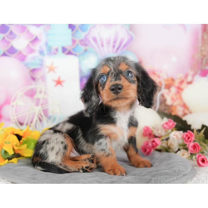 販売中の埼玉県のミニチュアダックスフンド(ロングヘアード)-442361の4枚目