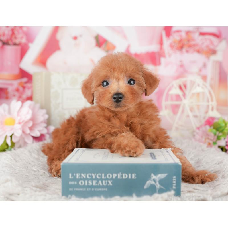 販売中の千葉県のトイプードル-441992の8枚目