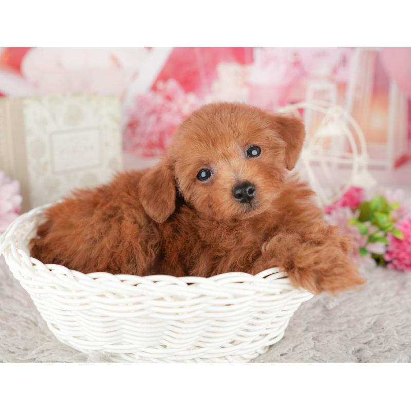 販売中の千葉県のトイプードル-441992の5枚目