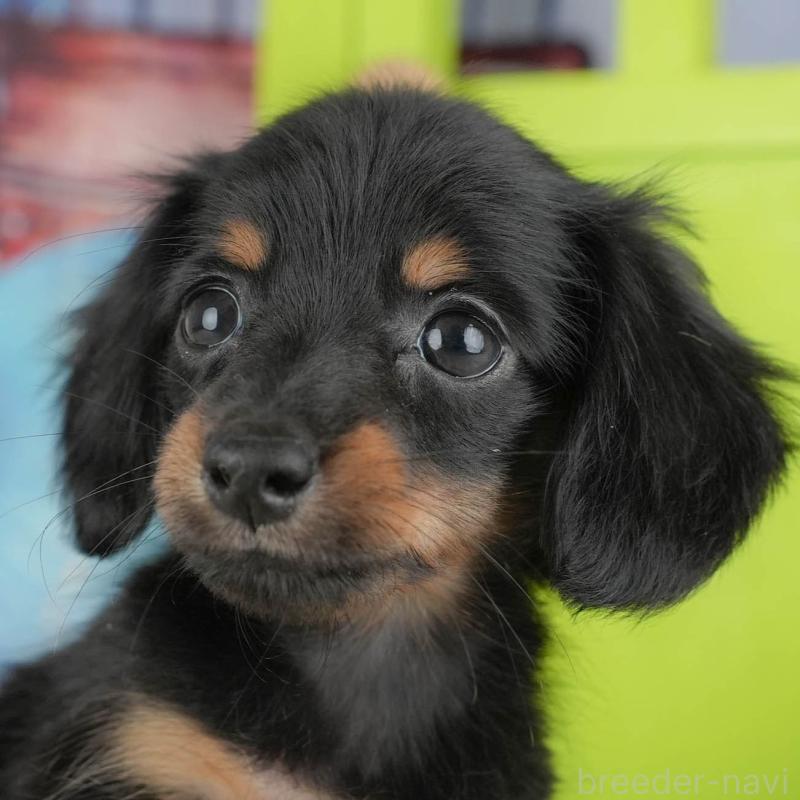 販売中の埼玉県のミニチュアダックスフンド(ロングヘアード)-442360