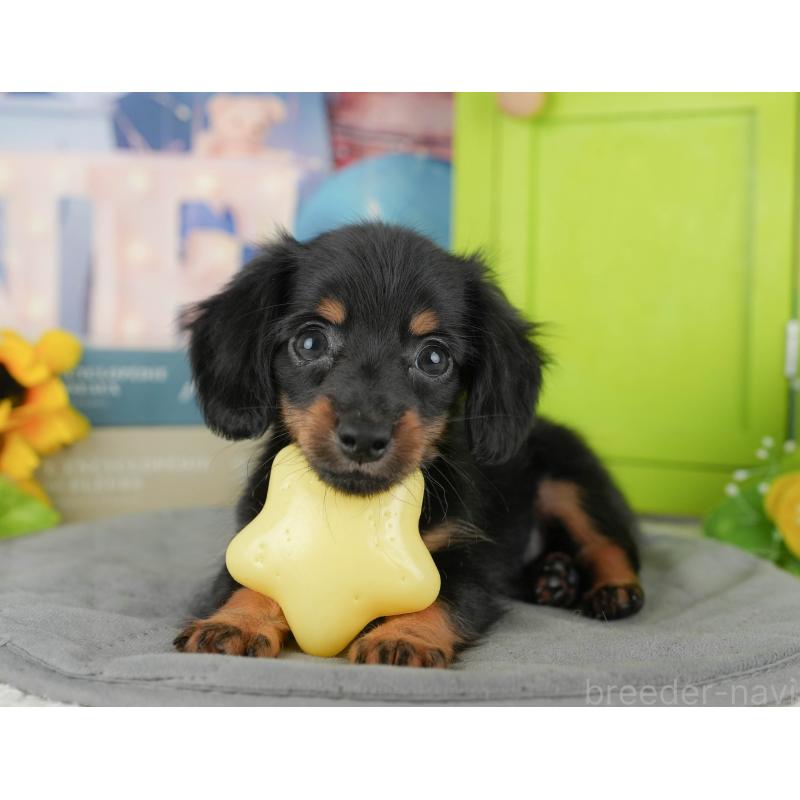 販売中の埼玉県のミニチュアダックスフンド(ロングヘアード)-442360の10枚目