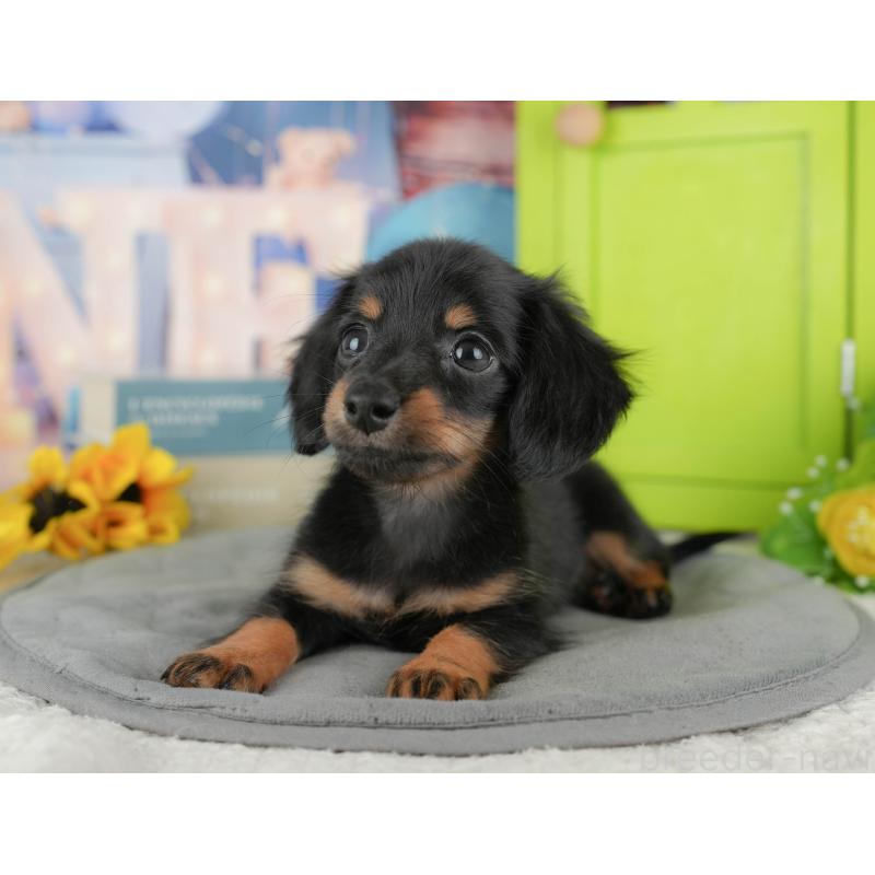 販売中の埼玉県のミニチュアダックスフンド(ロングヘアード)-442360の9枚目