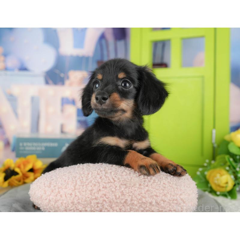 販売中の埼玉県のミニチュアダックスフンド(ロングヘアード)-442360の8枚目