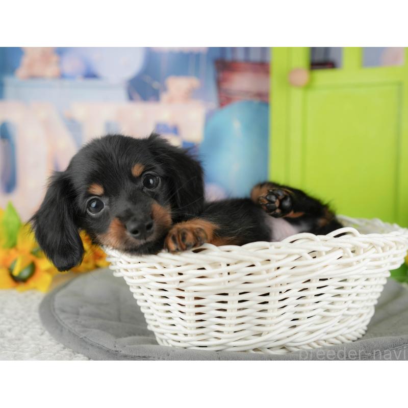 販売中の埼玉県のミニチュアダックスフンド(ロングヘアード)-442360の7枚目