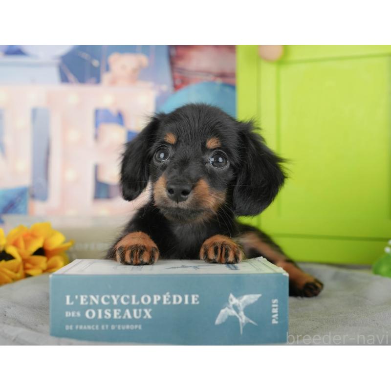 販売中の埼玉県のミニチュアダックスフンド(ロングヘアード)-442360の6枚目