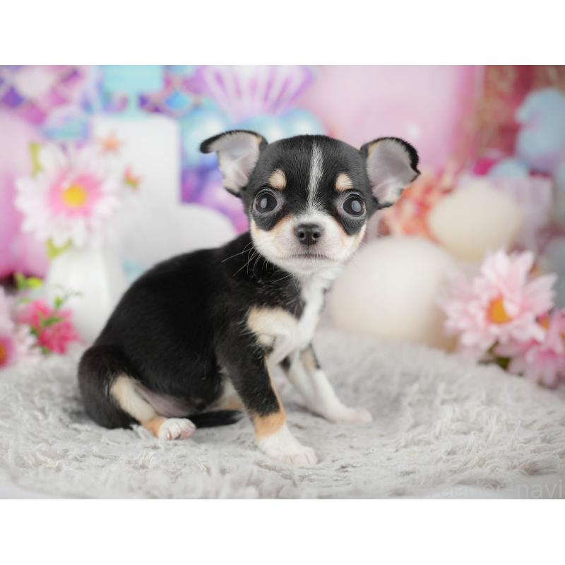 販売中の千葉県のチワワ(スムースコート)-441990の10枚目