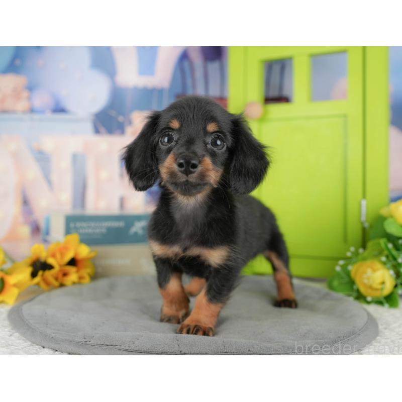 販売中の埼玉県のミニチュアダックスフンド(ロングヘアード)-442360の4枚目