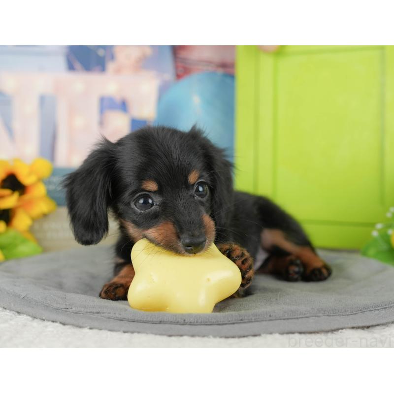 販売中の埼玉県のミニチュアダックスフンド(ロングヘアード)-442360の3枚目