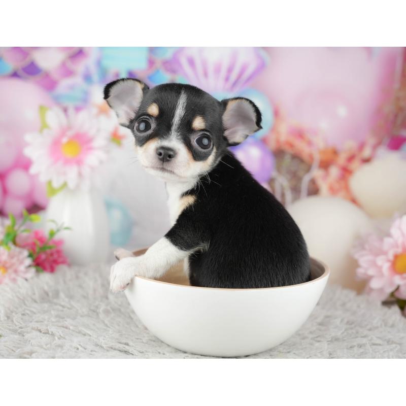 販売中の千葉県のチワワ(スムースコート)-441990の8枚目