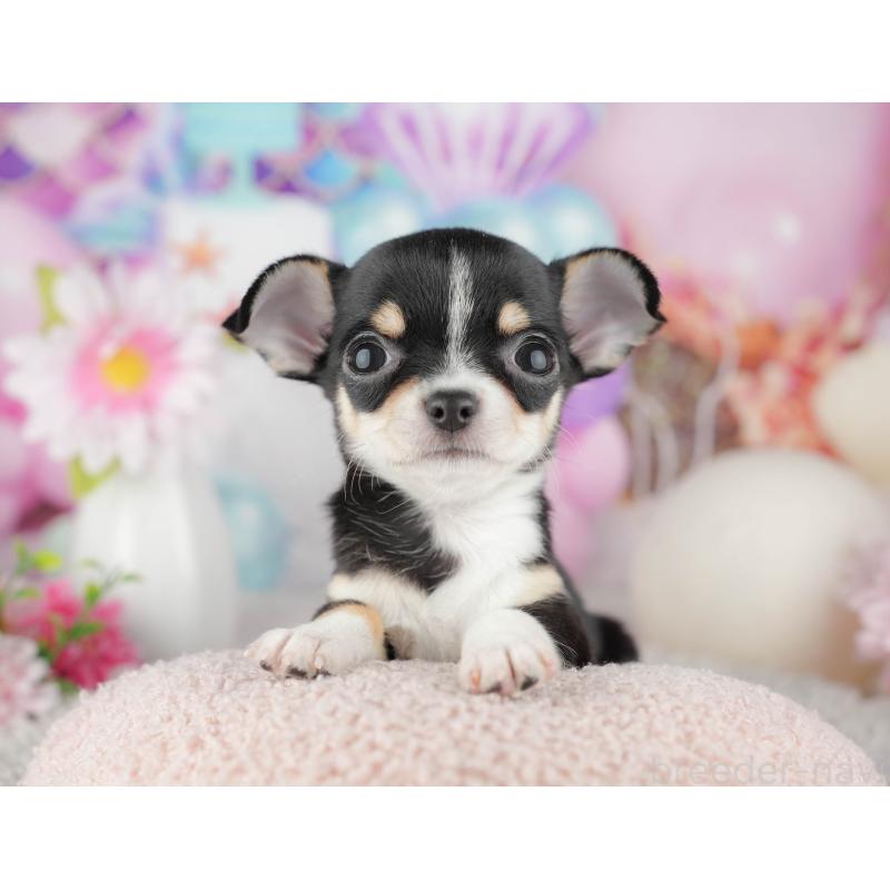 販売中の千葉県のチワワ(スムースコート)-441990の6枚目