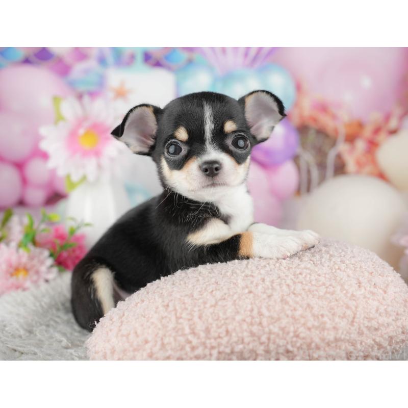 販売中の千葉県のチワワ(スムースコート)-441990の5枚目