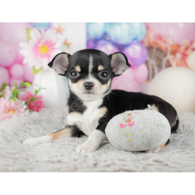 販売中の千葉県のチワワ(スムースコート)-441990の3枚目