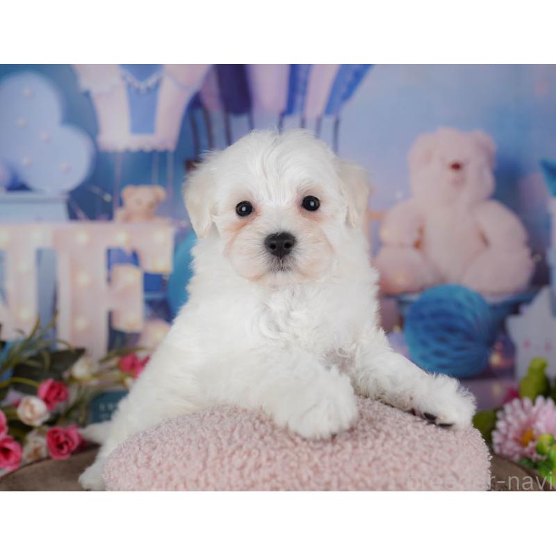 販売中の埼玉県のマルプー:マルチーズ×トイプードル-442358の10枚目