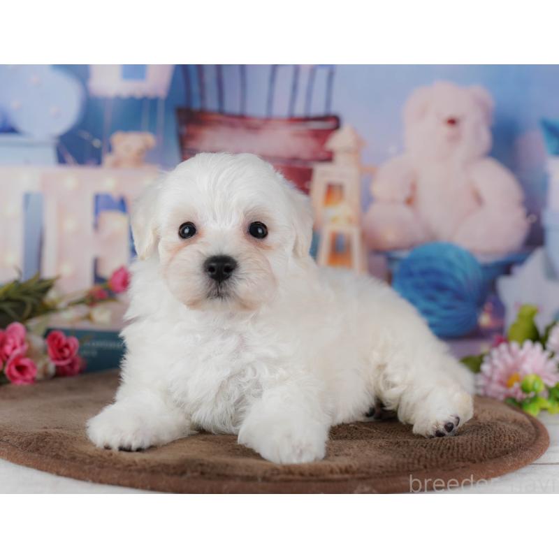 販売中の埼玉県のマルプー:マルチーズ×トイプードル-442358の6枚目