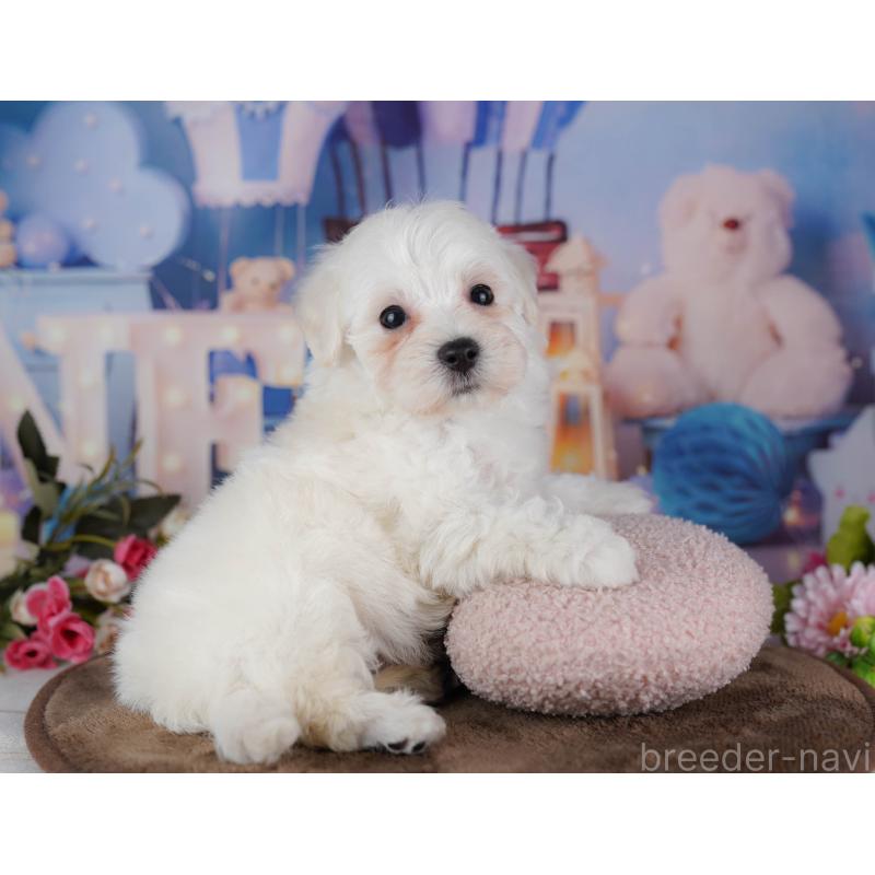 販売中の埼玉県のマルプー:マルチーズ×トイプードル-442358の5枚目