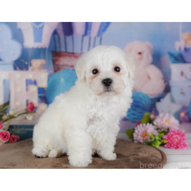 販売中の埼玉県のマルプー:マルチーズ×トイプードル-442358の4枚目