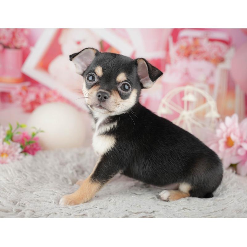 販売中の千葉県のチワワ(スムースコート)-441988の10枚目