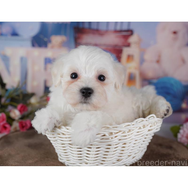 販売中の埼玉県のマルプー:マルチーズ×トイプードル-442358の3枚目