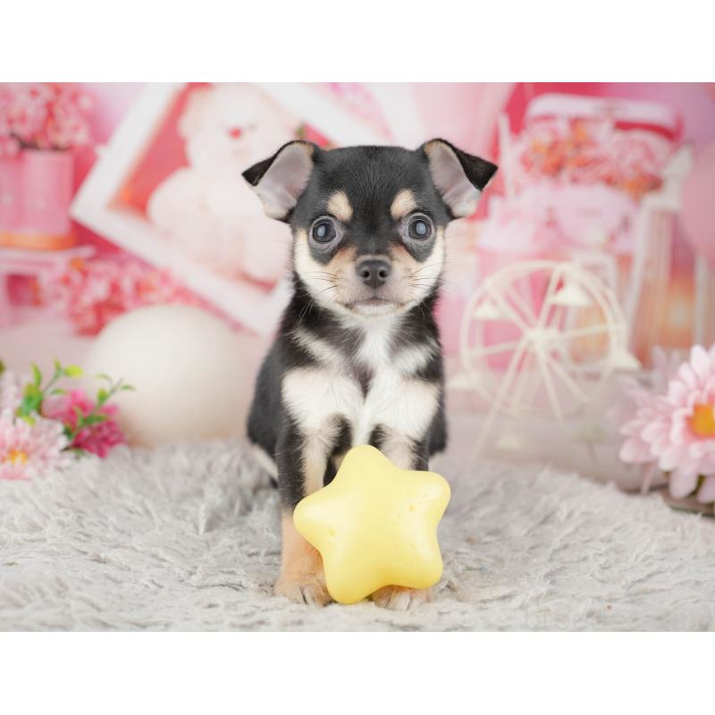 販売中の千葉県のチワワ(スムースコート)-441988の9枚目