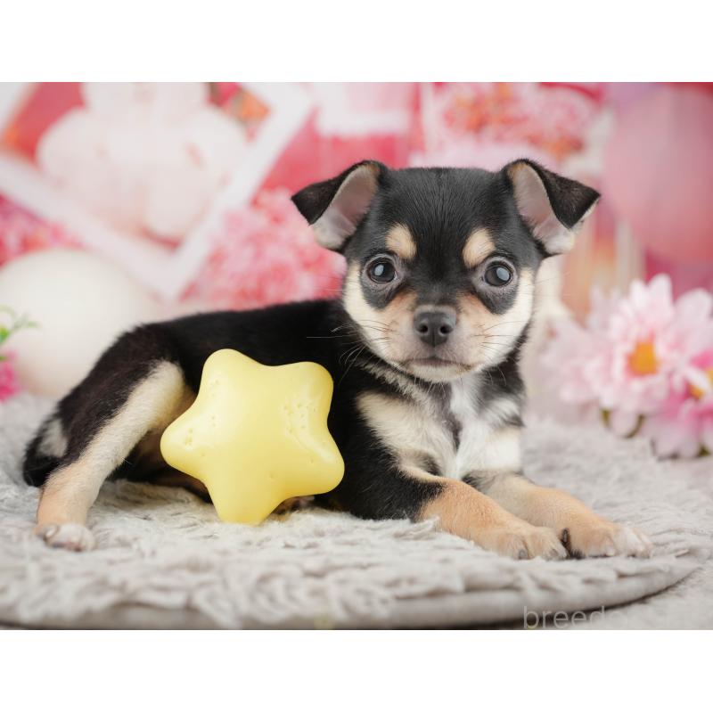 販売中の千葉県のチワワ(スムースコート)-441988の8枚目