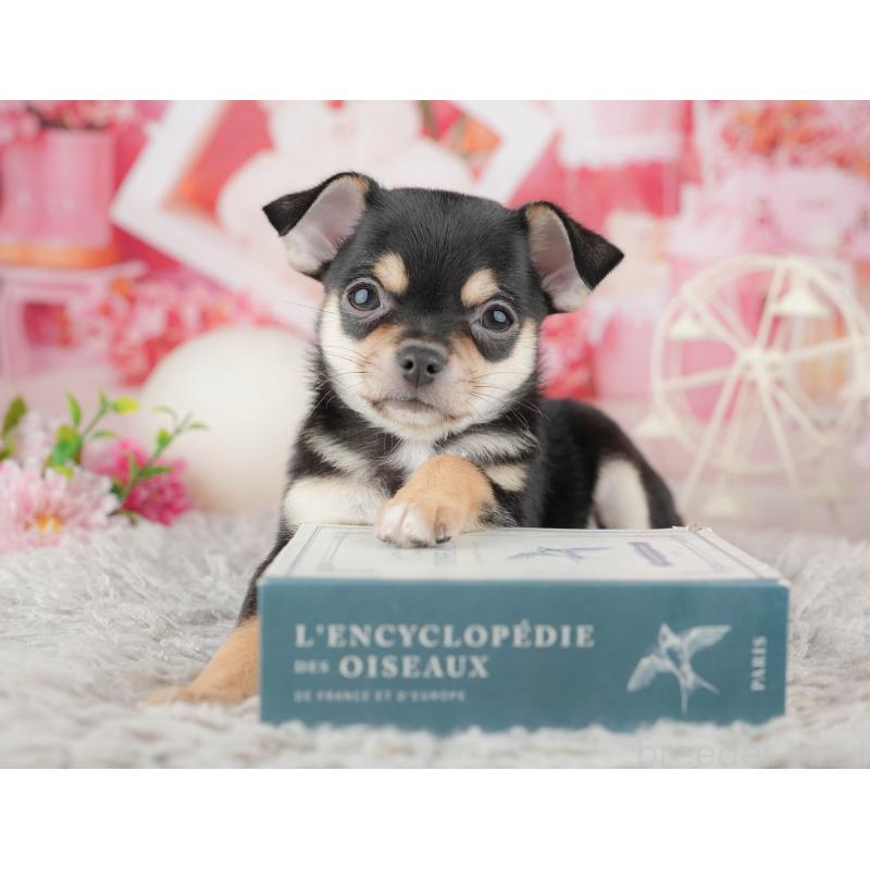 販売中の千葉県のチワワ(スムースコート)-441988の7枚目