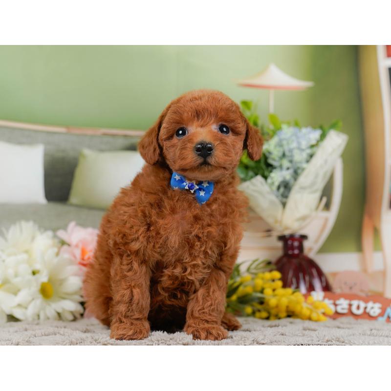 販売中の神奈川県のトイプードル-442056の13枚目