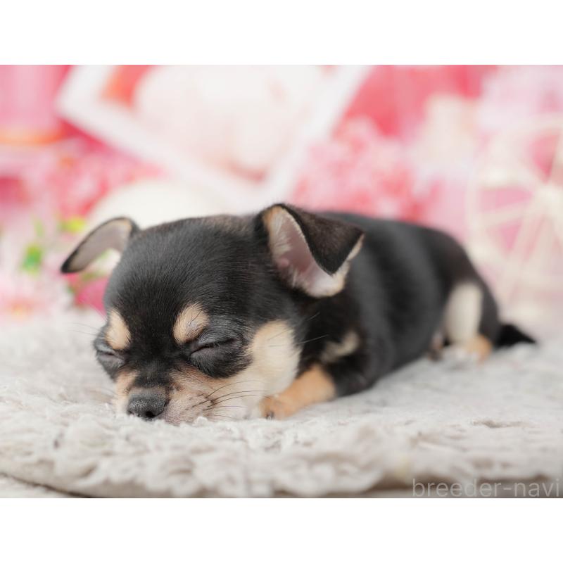 販売中の千葉県のチワワ(スムースコート)-441988の3枚目