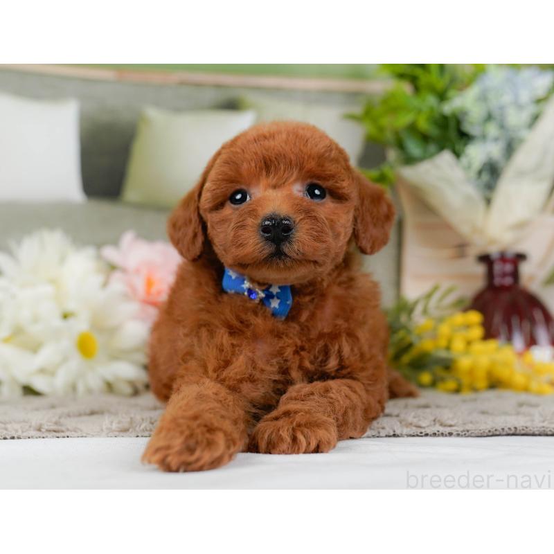 販売中の神奈川県のトイプードル-442056の12枚目