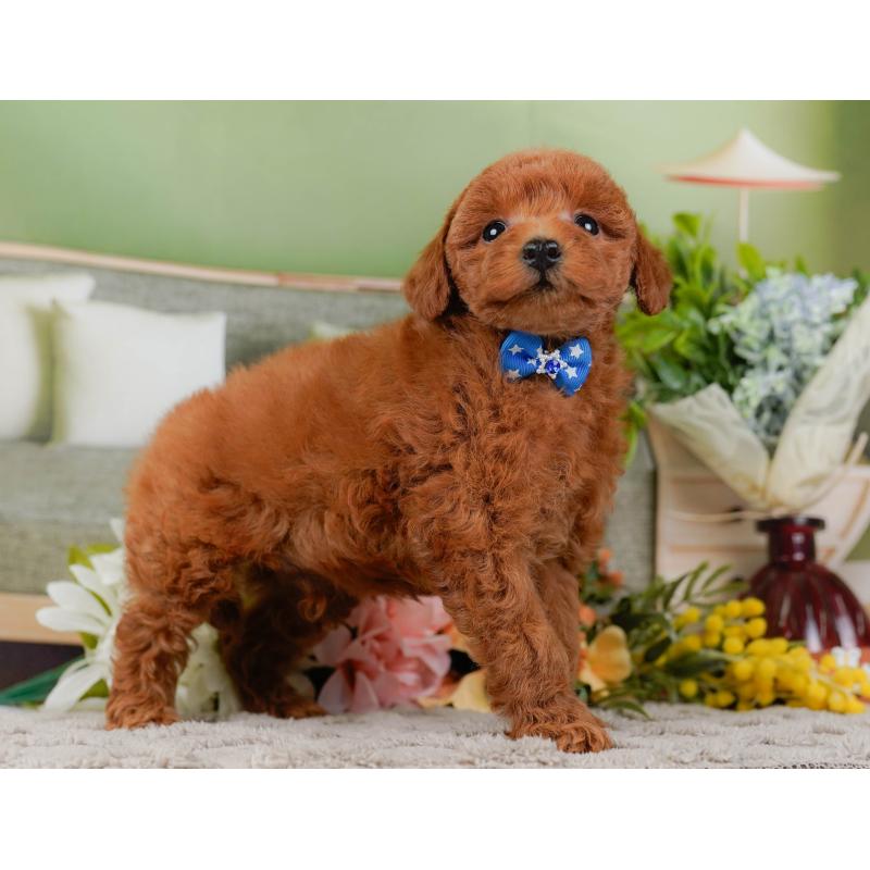 販売中の神奈川県のトイプードル-442056の11枚目